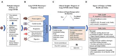 Developing a clinical-pathological framework of long COVID-related fatigue applied to public safety workers